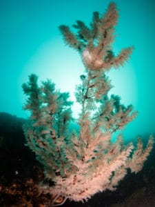 Coral at the bottom of the south wall at Julian Rocks
