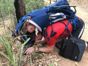 20200509 hiking lorikeets in garden