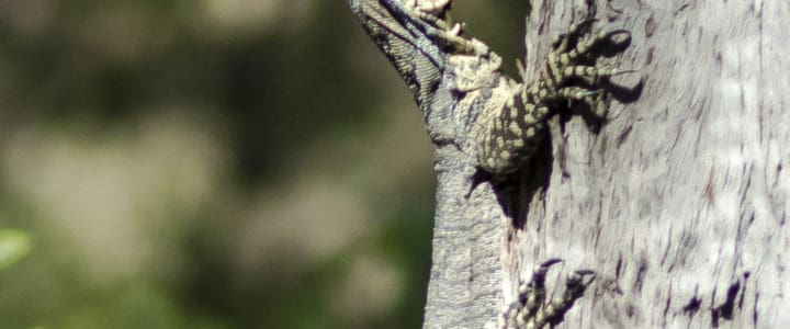 This week’s creatures – 27 August 2020 – Tree Climbing Dragon