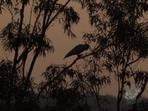 20200829 174813 creatures of the hill