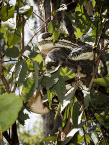 the_snakeball
