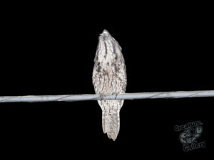 This is the Street Owl. It's the Tawny Frogmouth that lives outside the bedroom window.