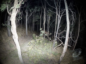 Top part of gumtree tree on Mount Cootha path