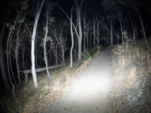 Gum Tree has crashed across Mount Cootha path