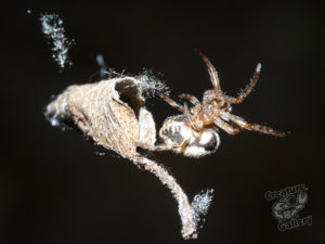 Leaf Curling Spider on Mount Cootha