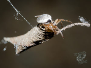 Leaf Curling Spider on Mount Cootha