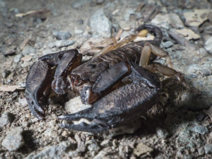 first_wall_side_and_cootha_scorpion