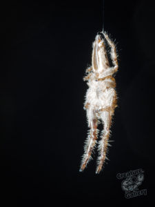 mount_cootha_spiders