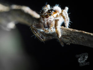 mount_cootha_spiders