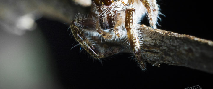 mount_cootha_spiders