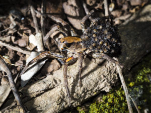 mount_cootha_spiders