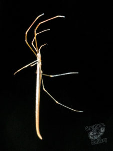 mount_cootha_spiders