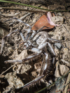 mount_cootha_spiders