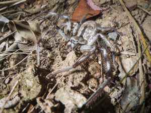 mount_cootha_spiders