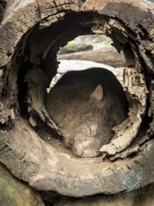 Wombat sleeping in a tree trunk