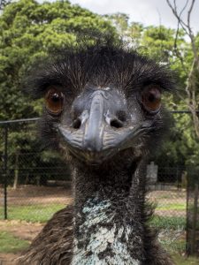 Emu stares at camera lens reflection
