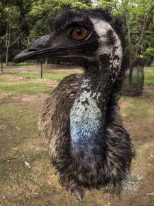 Emu stares at camera lens reflection