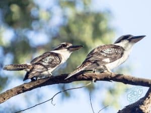 Two kookaburras on a branch on Mount Cootha