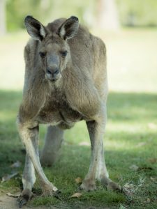 Big male kangaroo stares at the photographer