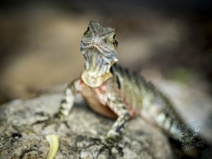 Lizard looks at the camera lens