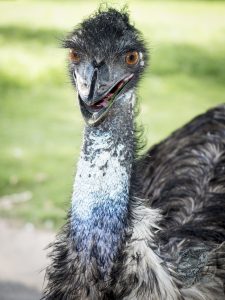 Emu is eating grass