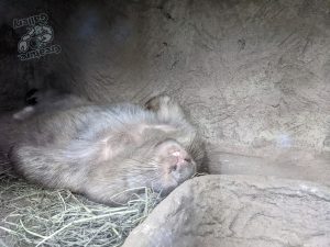 Wombat sleeping in a wombat hole!