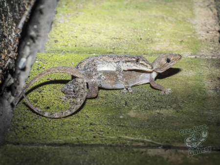 Mating skinks