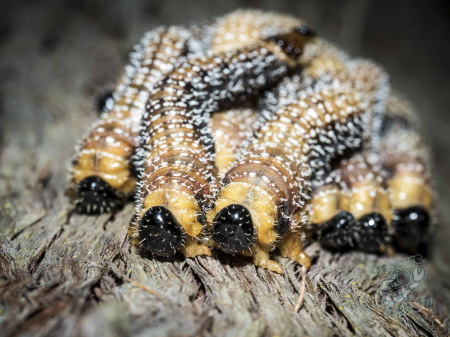Witchity grubs on a tree on Mount Cootha