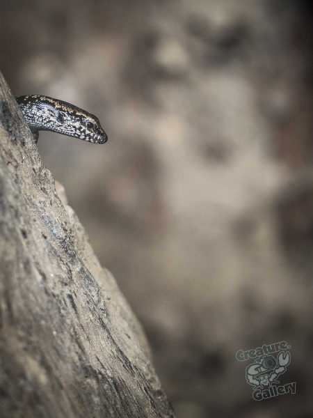 Skink in a tree on Mount Cootha