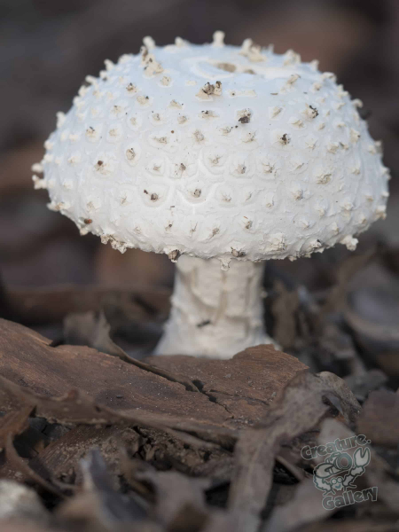 Mount Cootha mushroom