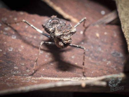 Armoured praying mantis on Mount Cootha