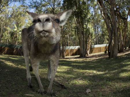 australia_zoo_philip_and_erikas_wedding
