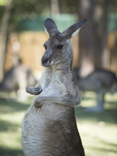 australia_zoo_philip_and_erikas_wedding