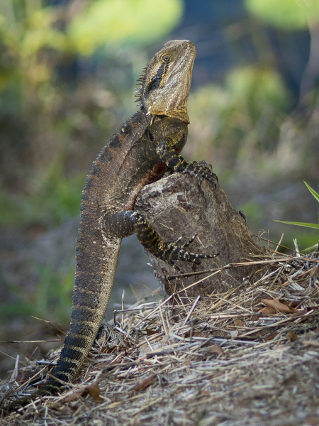 australia_zoo_philip_and_erikas_wedding