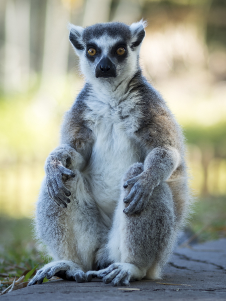 australia_zoo_philip_and_erikas_wedding