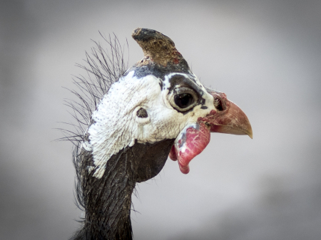 australia_zoo_philip_and_erikas_wedding