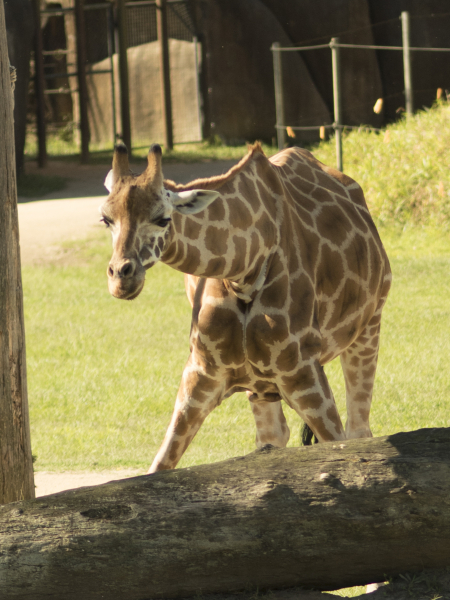 australia_zoo_philip_and_erikas_wedding