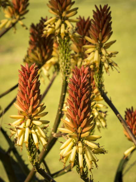 australia_zoo_philip_and_erikas_wedding