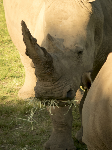 australia_zoo_philip_and_erikas_wedding