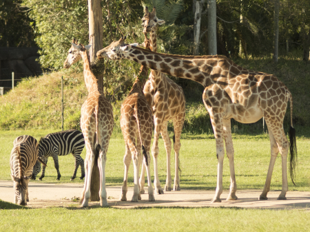 australia_zoo_philip_and_erikas_wedding