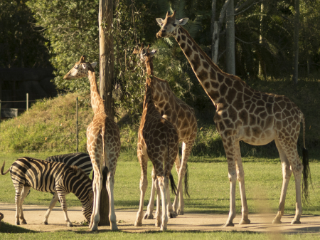 australia_zoo_philip_and_erikas_wedding