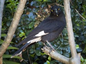 currawong_and_dragonfly