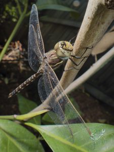 currawong_and_dragonfly