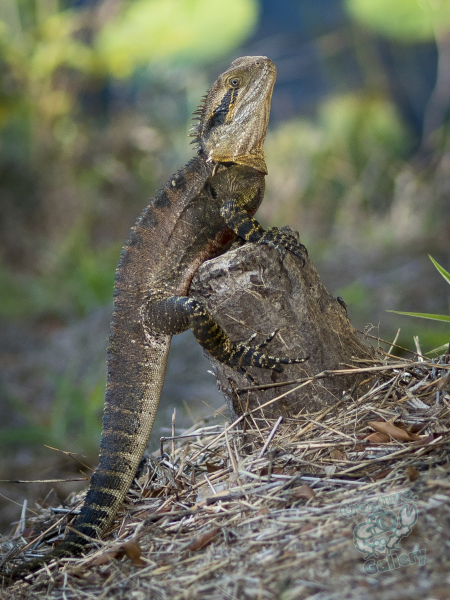 Lizard on a trunk