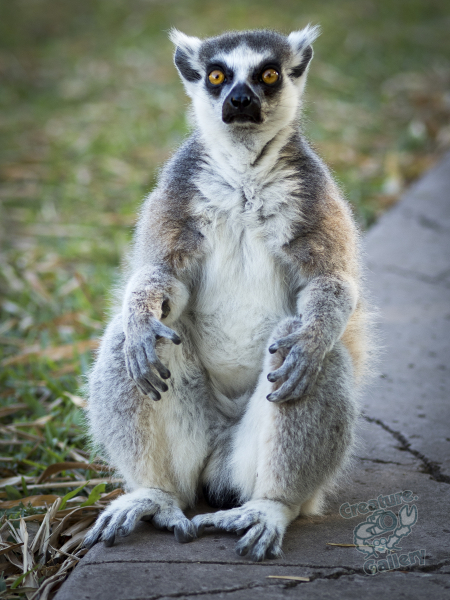 Lemur staring at the camera
