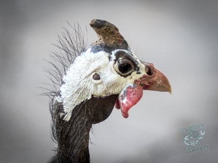 Guinea fowl at Australia Zoo