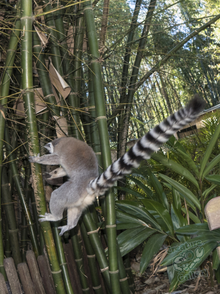 Leaping lemur