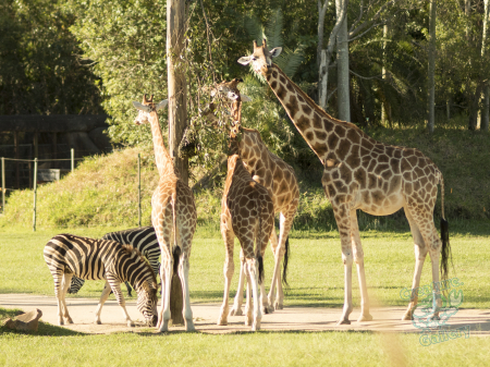 Giraffes at Australia Zoo