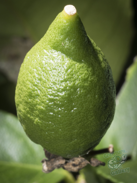 Baby lemon