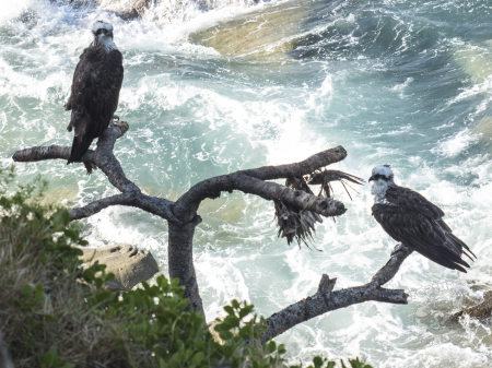 Birds at Caloundra